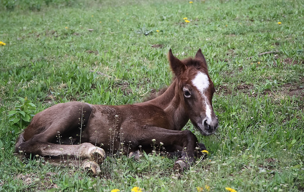 Mastering Horse Drawing: A Comprehensive Guide